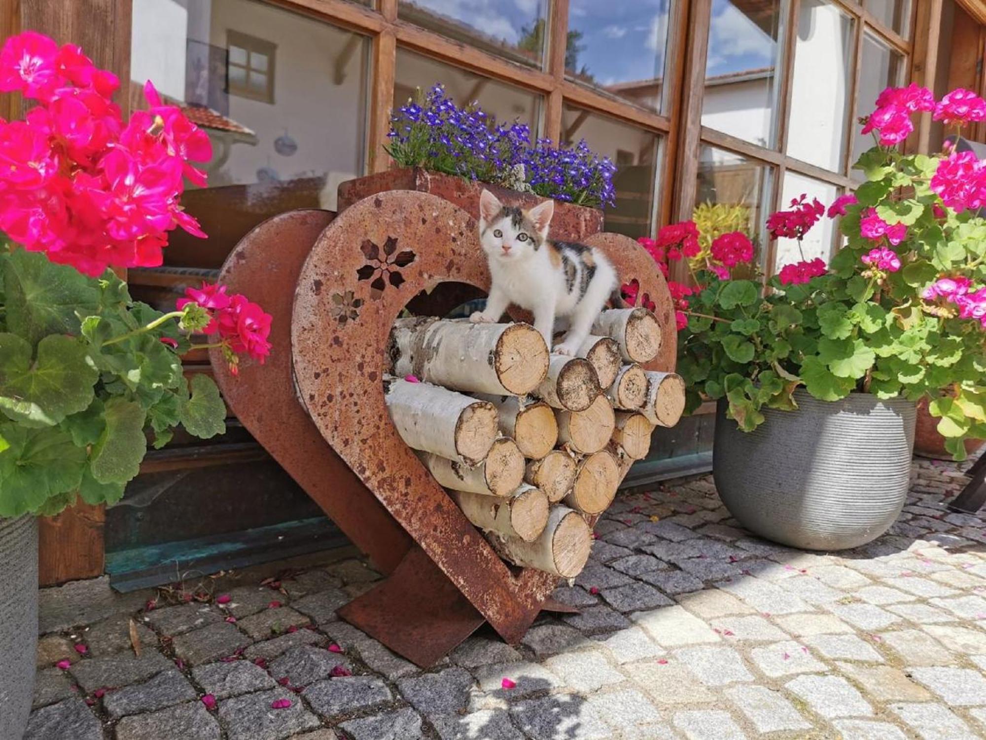 Bauernhof Suesshof Apartment Zwiesel Exterior foto